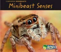 Minibeast Senses : Comparing Minibeasts