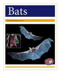 Bats